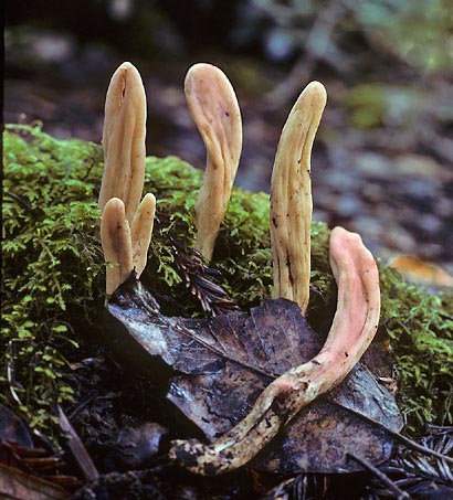 Clavariadelphus occidentalis